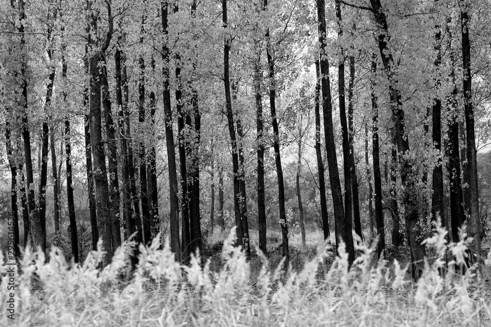 Black and white abstract forest picture Black and white abstract forest picture