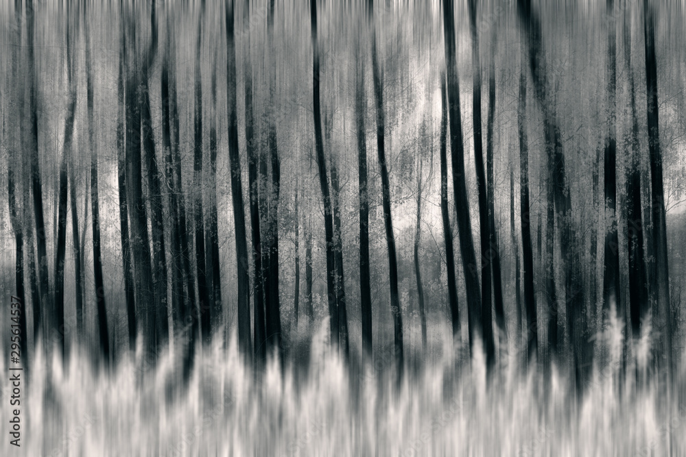 Abstract digital painting of black and white trees Abstract digital painting of black and white trees