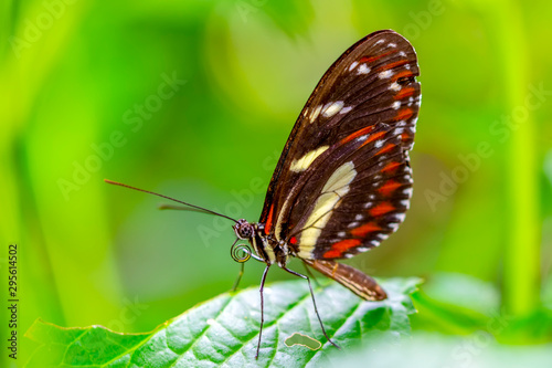 Beautiful butterfly sitting on flower in a summer garden