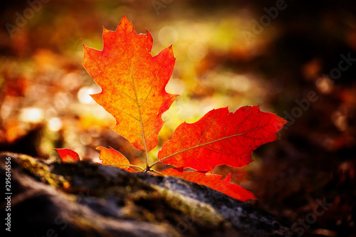 close-up colorfull autumn leaf, fall season details 