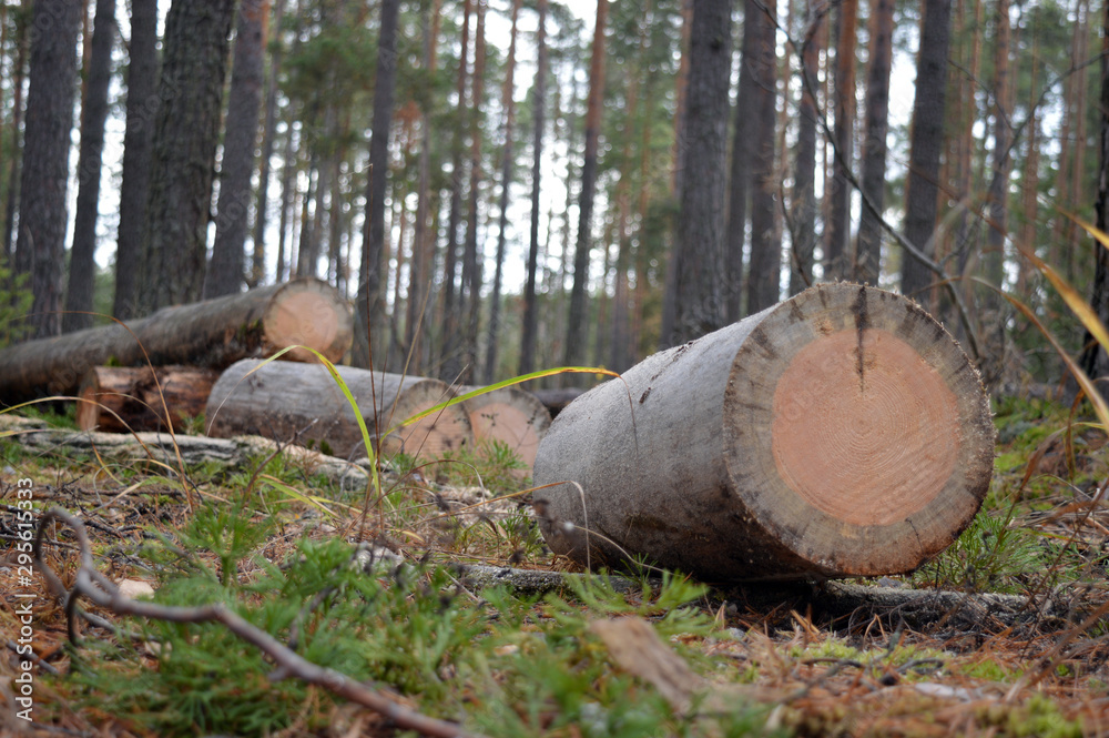 a tree cut down by a Forester lies on the grass in the forest a tree cut down by a Forester lies on the grass in the forest