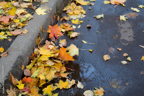 Autumn leaves on the side of the road