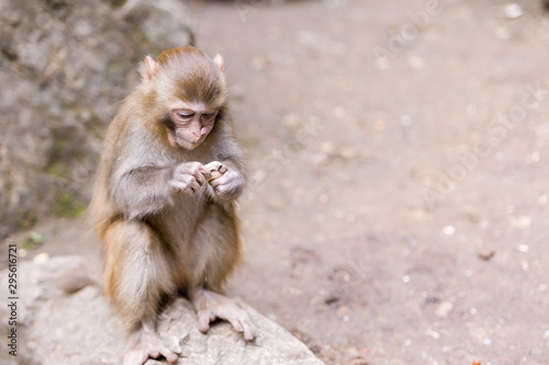 Canvas Print Wild brown monkey feeding on peanut