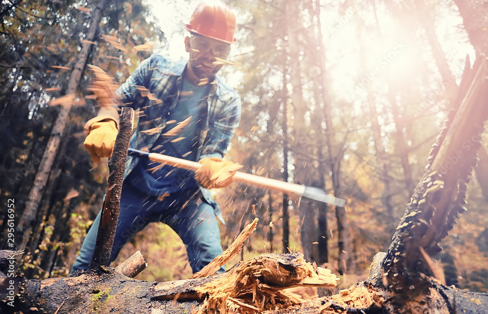 Male worker with an ax chopping a tree in the forest. Male worker with an ax chopping a tree in the forest.