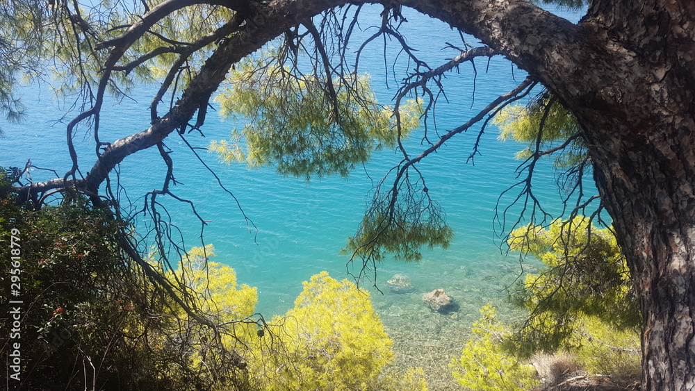 tree near blue water of greece