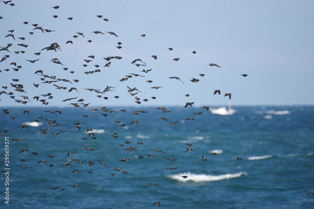 海を渡るヒヨドリの群れ