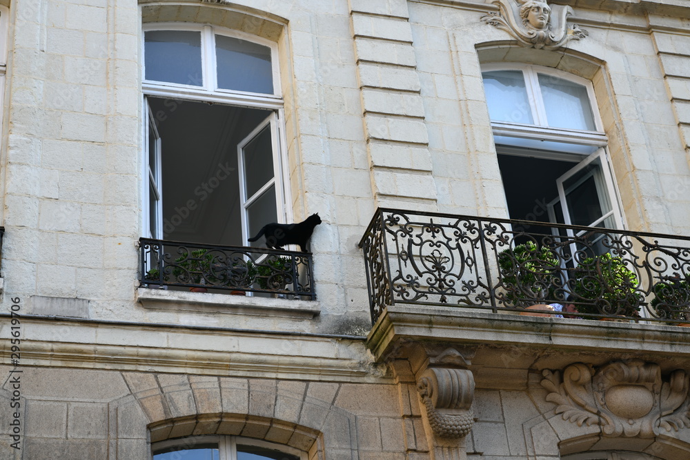 black cat on the windowsill