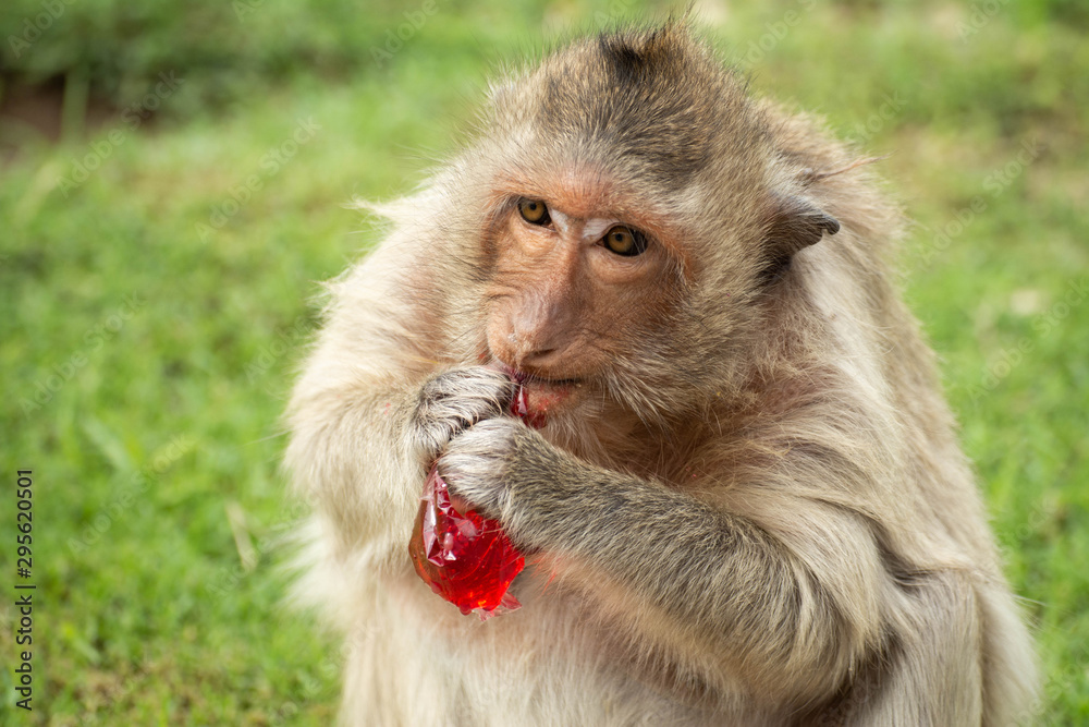 A cute monkey lives in the Lopburi cities of Thailand with Copy Space A cute monkey lives in the Lopburi cities of Thailand with Copy Space