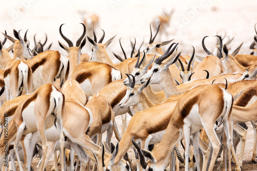 A herd of springbok antelopes standing close together, Etosha, Namibia, Africa photo