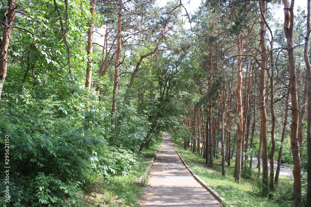 road in forest road in forest