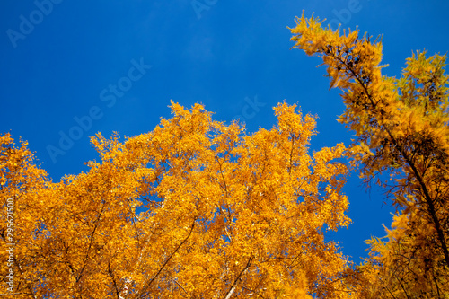 Yellow tree - larch and birch with blue sky in the fall. Beautiful bright autumn view with leaves and branches lit by natural sunlight.