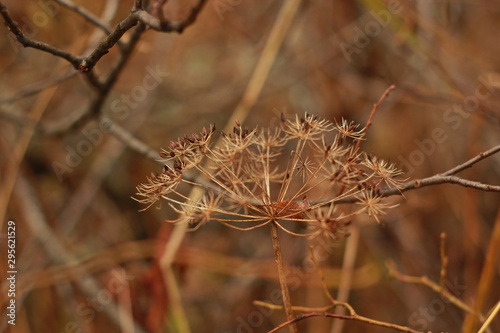 thistle in winter