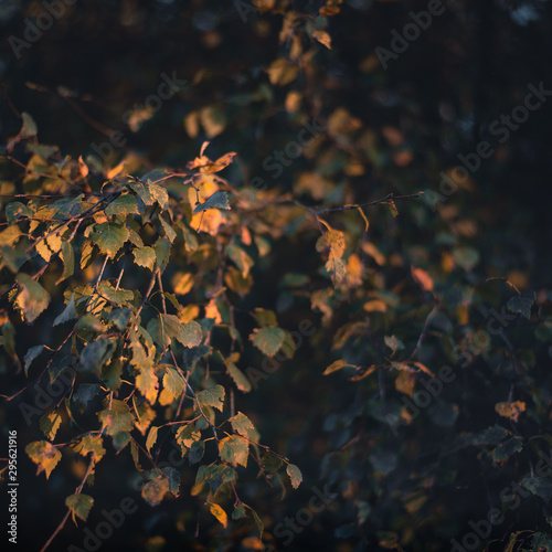 autumn leaves