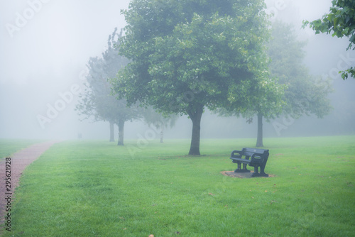 Bench and trees in fog