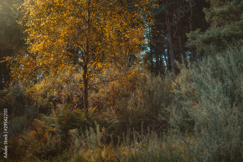 autumn in the forest