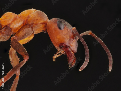 Kopf der roten Waldameise, Formica polyctena, als Detailfoto mit viel Tiefenschärfe vor schwarzem Hintergrund photo