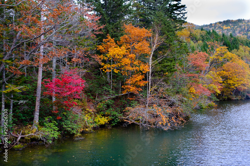 Autumn colors of the forest at lake Akan, Hokkaido, Japan © Fafo