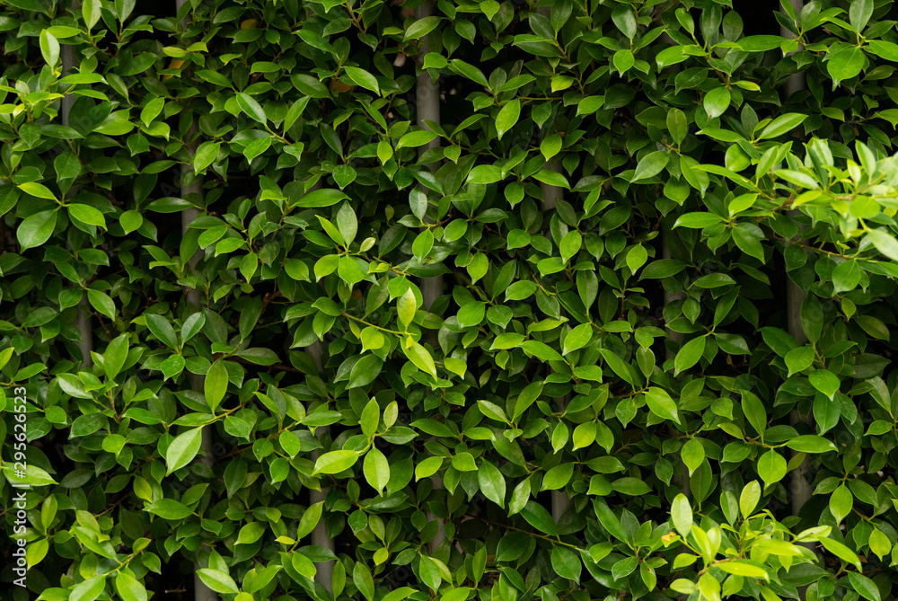 A plants growing on the metal fance , outdoor. A plants growing on the metal fance , outdoor.