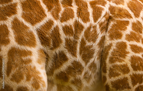 Close up of baby giraffe skin pattern to make an abstract background