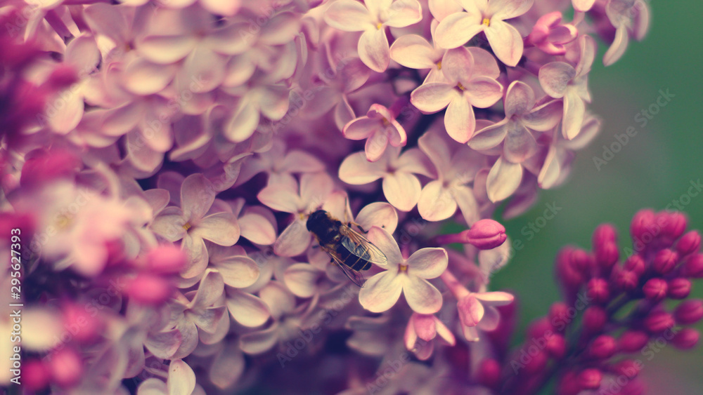 Lilac tree and bee vintage toned image
