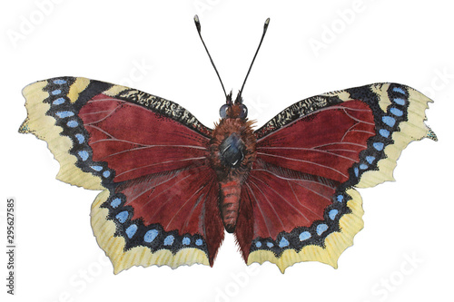 Camberwell Beauty (nymphalis antiopa) - butterfly mourning cloak. Big beautiful butterfly of the nymphalide family. The drawing is done in watercolor and colored pencils. photo