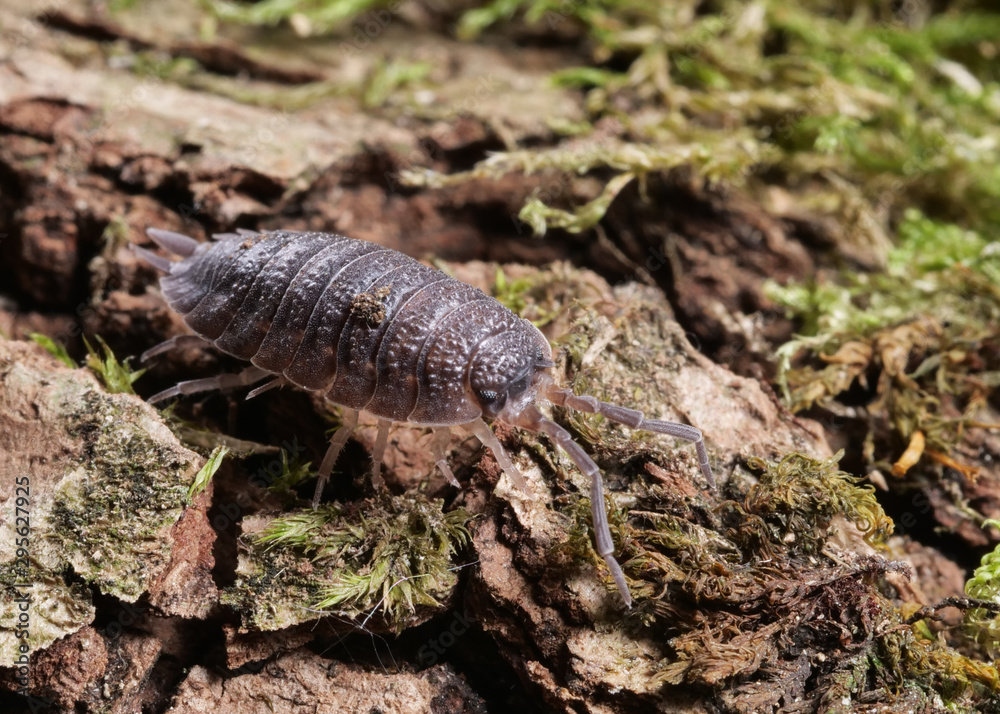 Kellerassel, Porcellio scaber, läuft auf Baumrinde Kellerassel, Porcellio scaber, läuft auf Baumrinde
