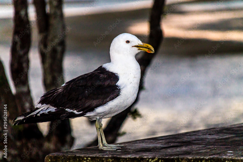 Southern black backed gull keeps watch near the beach. Point Chevier, Auckland, New Zealand Southern black backed gull keeps watch near the beach. Point Chevier, Auckland, New Zealand