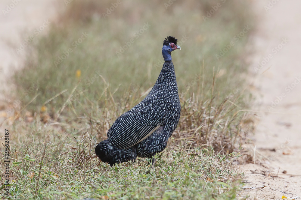A beautiful Crested Guineafowl in Arabuko Sokoke National Park, Kenya A beautiful Crested Guineafowl in Arabuko Sokoke National Park, Kenya