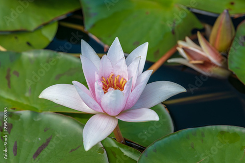 Beautiful pink water Lily or Lotus flower with leaves on the water. Soft focus and blurry background.