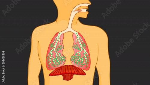 Breathing.  Inhalation, exhalation animaton. Operation of the Respiratory system Fresh air inflating bronchi in lungs. Movement of the diaphragm.  Medical, education 2D 4K 