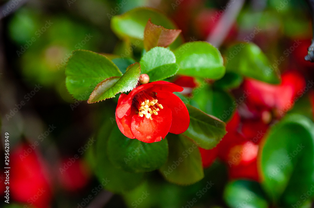Blooming Japanese quince. Chaenomeles, small red flowers and green leaves. Close up. Selective focus Blooming Japanese quince. Chaenomeles, small red flowers and green leaves. Close up. Selective focus