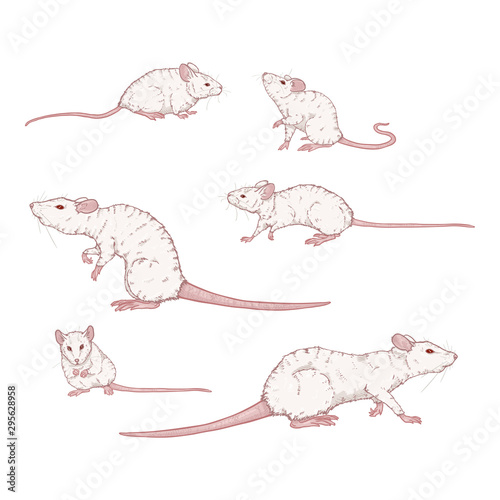 Vector Set of Cartoon White Rats and Mouses.