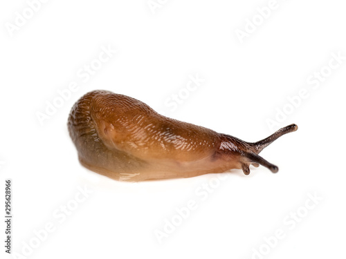 slug isolated on a white background