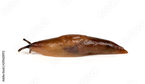 slug isolated on a white background