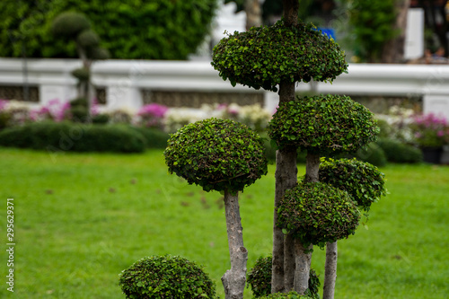 Various trees and plants in the park. Ornamental plants for decorating public places, parks, squares and private lawns.