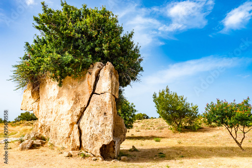 Nature Of Cyprus. Panorama Of Cyprus. Trees grow out of the rock. Shrub on the yellow stone. Thirst for life. The powerful roots of the tree break the rock.