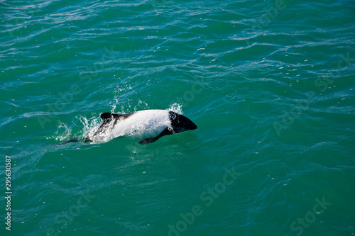 Delfin de Commerson o Tonina Overa (Cephalorhynchus commersonii),Ria Deseado, Puerto Deseado, Patagonia, Argentina photo