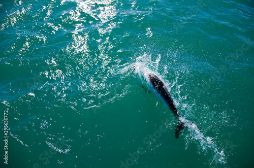 Delfin de Commerson o Tonina Overa (Cephalorhynchus commersonii),Ria Deseado, Puerto Deseado, Patagonia, Argentina photo