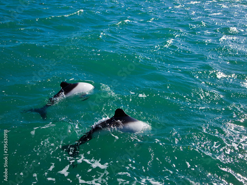 Delfin de Commerson o Tonina Overa (Cephalorhynchus commersonii),Ria Deseado, Puerto Deseado, Patagonia, Argentina. Commerson's Dolphin photo