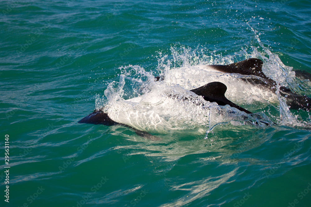 Delfin de Commerson o Tonina Overa (Cephalorhynchus commersonii),Ria Deseado, Puerto Deseado, Patagonia, Argentina