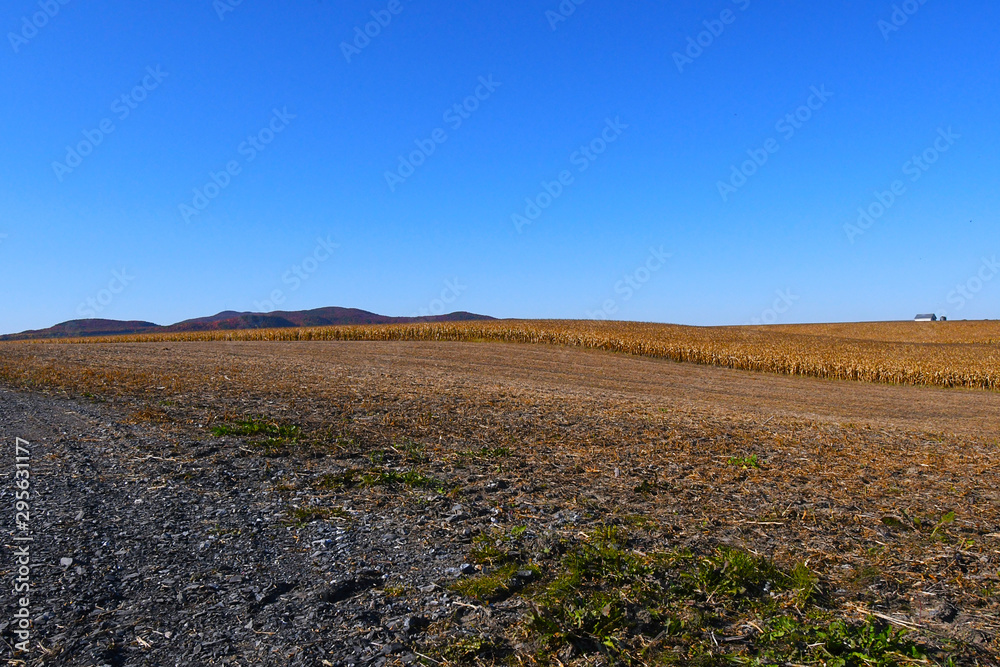 Corn Field in Autumn