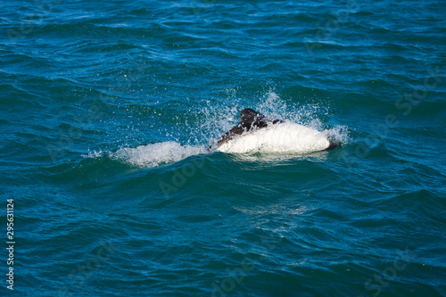 Delfin de Commerson o Tonina Overa (Cephalorhynchus commersonii),Ria Deseado, Puerto Deseado, Patagonia, Argentina photo