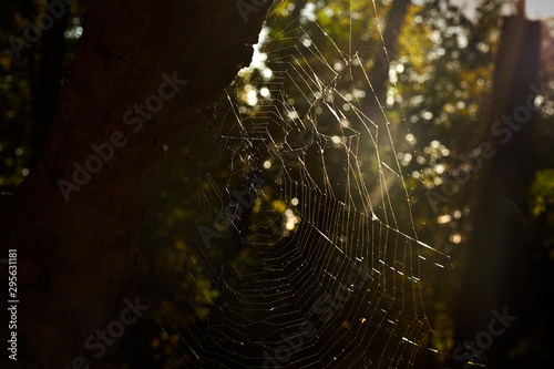 Spider web in sun set reflection