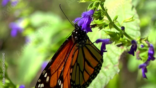 Orange and Black Monarch Butterfly (Siproeta Epaphus) Standing on a Purple Flower photo
