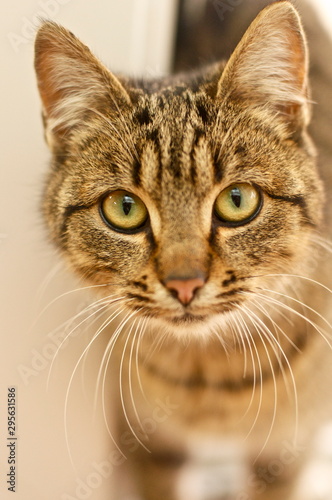 Focused cat © Maja