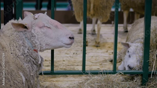 Portrait of two sheeps resting and eating hay in sync at agricultural animal exhibition, small cattle trade show. Farming, feeding, agriculture industry, livestock and animal husbandry concept photo