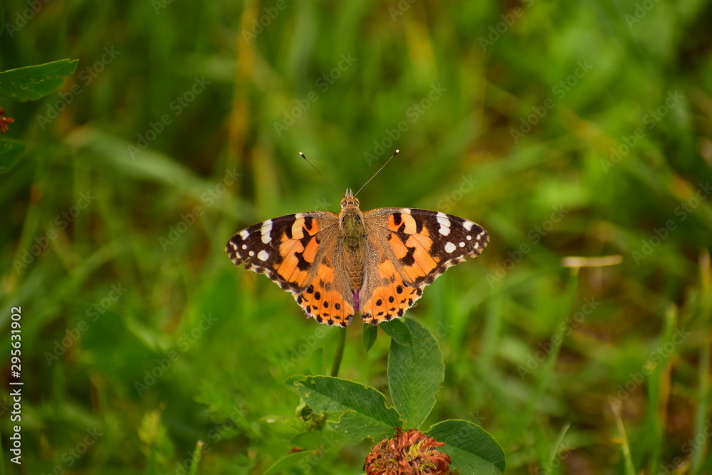 Motyl na trawce Motyl na trawce