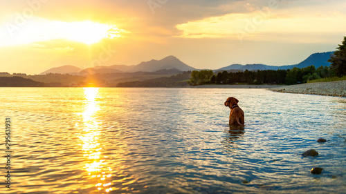 Gorgeous family pet dog on a beach at sunset. Vizsla puppy on summer vacation exploring the sea.