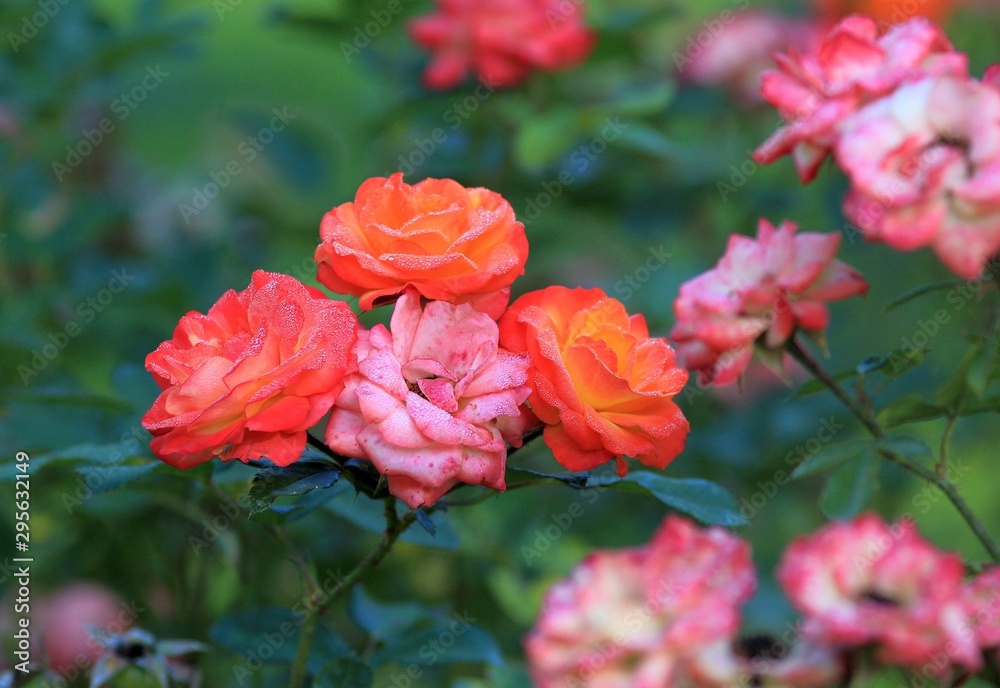 Delicate roses in the morning dew Delicate roses in the morning dew