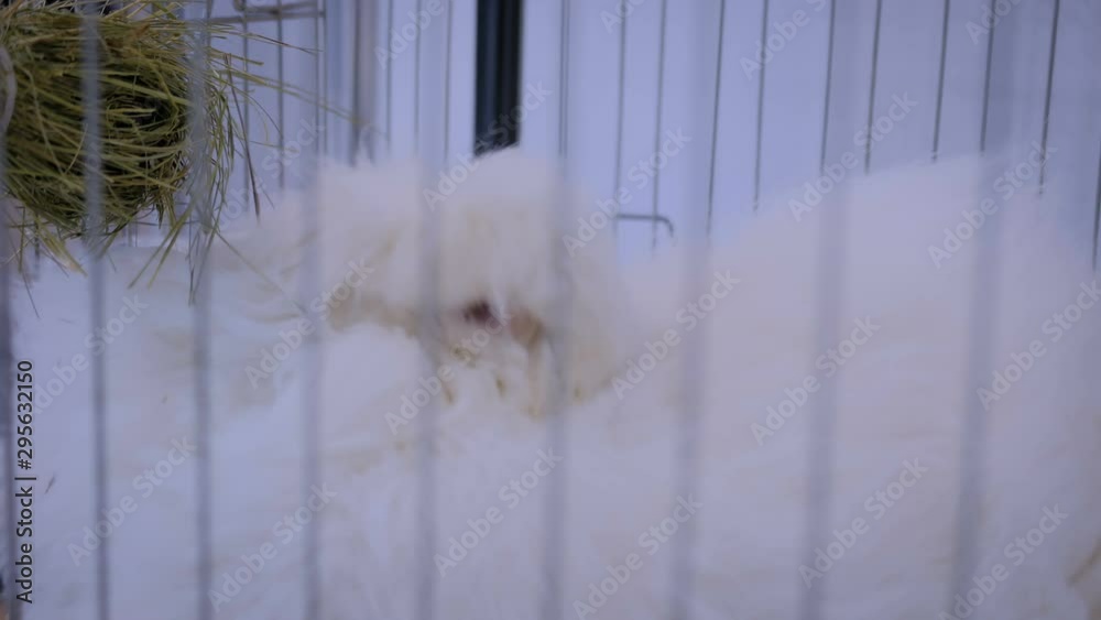 Fluffy white Angora rabbit looking around and licking wool in the cage ...